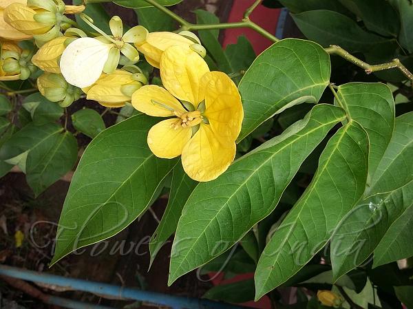 Glossy Cassia